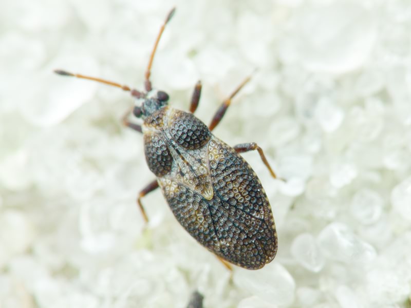 Oncochila scapularis (Fieber, 1844)